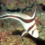 Jack Knife-Equetus lanceolatus
