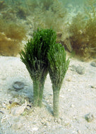 Shaving Brush -Penicillus dumetosus
