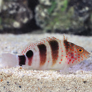 Redspotted Hawkfish - Amblycirrhites pinos