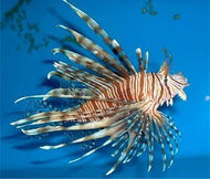 Lion Fish Large -Pterois volitans