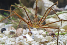 Load image into Gallery viewer, Arrow Crab - Stenorhynchus Seticornis
