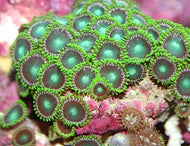 Zoanthids - Green -  5 polyps