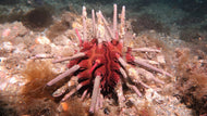 Slate Pencil Urchin cleaner building block - 1 Urchin