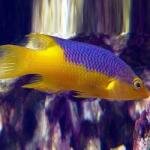 Spanish Hogfish