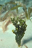 Halimeda Monile