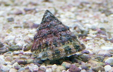 Astraea Turbo Snail -Lithopoma Tectum
