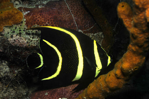 Black Angelfish SMALL 1.5 - 3 Inch -Pomacanthus arcuatus