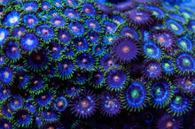 Load image into Gallery viewer, Zoanthids - Blue/Green -  5-7 polyps
